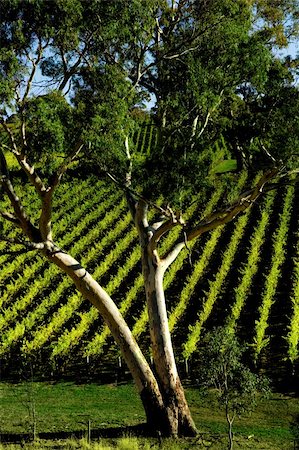 Gum Tree in front of vineyard rows Foto de stock - Super Valor sin royalties y Suscripción, Código: 400-04063684