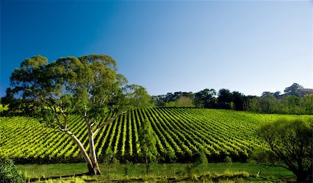 Beautiful Vineyard Landscape Foto de stock - Super Valor sin royalties y Suscripción, Código: 400-04063686