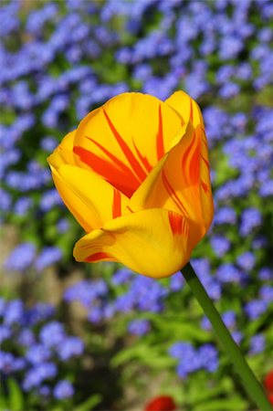 simsearch:400-08555878,k - Colorful and beautiful tulips in a nature environment in holland Stock Photo - Budget Royalty-Free & Subscription, Code: 400-04063814