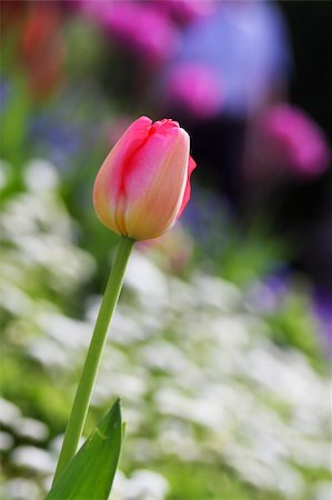 simsearch:400-08555878,k - Colorful and beautiful tulips in a nature environment in holland Stock Photo - Budget Royalty-Free & Subscription, Code: 400-04063815
