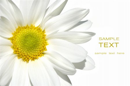 simsearch:400-04806771,k - White shasta daisy on white background Stockbilder - Microstock & Abonnement, Bildnummer: 400-04063913