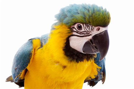 Blue-and-yellow Macaw (Ara ararauna) on white background. Photographie de stock - Aubaine LD & Abonnement, Code: 400-04074361