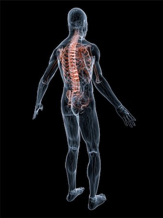 simsearch:400-04163427,k - 3d rendered anatomy illustration of a transparent body with backache Stock Photo - Budget Royalty-Free & Subscription, Code: 400-04075697