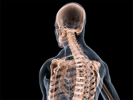 simsearch:400-04008303,k - 3d rendered anatomy illustration of a transparent body with skeletal system Stockbilder - Microstock & Abonnement, Bildnummer: 400-04075698