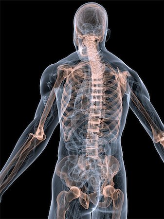 simsearch:400-04008303,k - 3d rendered anatomy illustration of a transparent body with skeletal system Stockbilder - Microstock & Abonnement, Bildnummer: 400-04075700