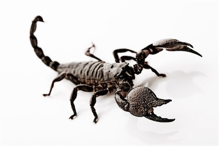 Scorpions are eight-legged carnivorous arthropods. Stock Photo - Budget Royalty-Free & Subscription, Code: 400-04076678