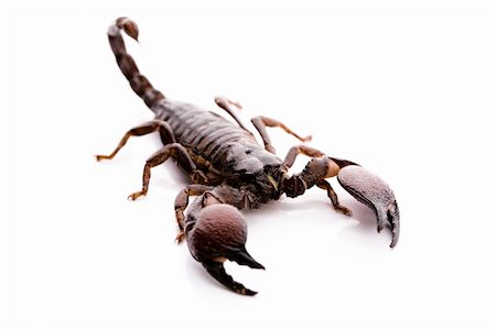Scorpions are eight-legged carnivorous arthropods. Photographie de stock - Aubaine LD & Abonnement, Code: 400-04076673