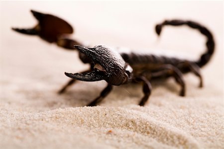 play fight - Scorpions are eight-legged carnivorous arthropods. Foto de stock - Super Valor sin royalties y Suscripción, Código: 400-04076708