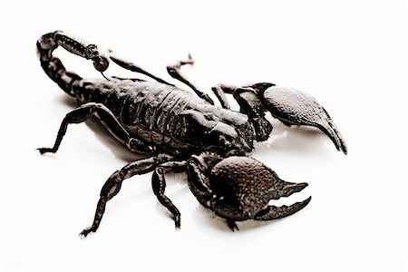 Scorpions are eight-legged carnivorous arthropods. Stock Photo - Budget Royalty-Free & Subscription, Code: 400-04076723