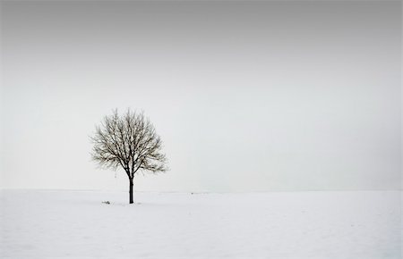 solitaire - Single tree in field during winter 2 Stock Photo - Budget Royalty-Free & Subscription, Code: 400-04077454