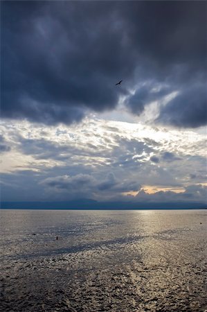 simsearch:400-04660767,k - Gull flying over dark Adriatic sea Foto de stock - Super Valor sin royalties y Suscripción, Código: 400-04077459