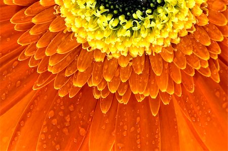 simsearch:400-06073508,k - gros plan de fleurs de Gerbera Jamesonii Bolus orange Photographie de stock - Aubaine LD & Abonnement, Code: 400-04078322