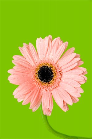 simsearch:400-04432314,k - pink gerber isolated on green background Stock Photo - Budget Royalty-Free & Subscription, Code: 400-04078867