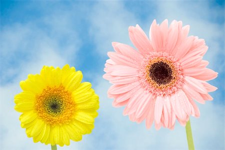 simsearch:400-04432314,k - gerbers flower against blue sky Stock Photo - Budget Royalty-Free & Subscription, Code: 400-04078870