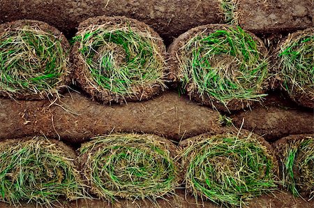 simsearch:400-08074641,k - Stack of rolled grass sod or turf for lawns and landscaping Stock Photo - Budget Royalty-Free & Subscription, Code: 400-04070062