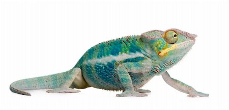Young Chameleon Furcifer Pardalis - Ankify (8 months) in front of a white background Photographie de stock - Aubaine LD & Abonnement, Code: 400-04070152
