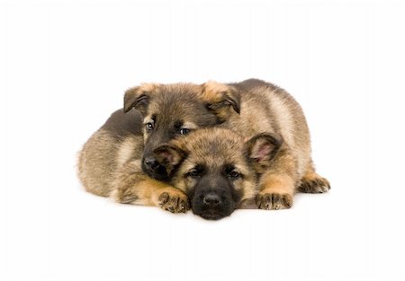 simsearch:400-05715419,k - two sweet Germany sheep-dog puppies isolated on white background Fotografie stock - Microstock e Abbonamento, Codice: 400-04070274
