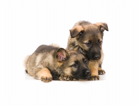simsearch:400-05715419,k - two sweet Germany sheep-dog puppies isolated on white background Fotografie stock - Microstock e Abbonamento, Codice: 400-04070273