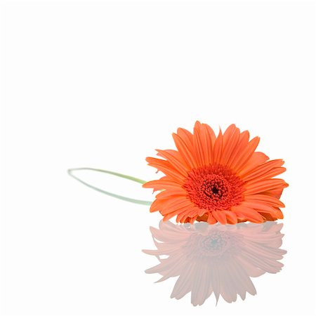 simsearch:400-04035571,k - Gerber flower with reflection isolated on white background. Stock Photo - Budget Royalty-Free & Subscription, Code: 400-04070907