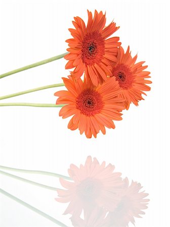 simsearch:400-04035571,k - Gerber flowers isolated on white background. Stock Photo - Budget Royalty-Free & Subscription, Code: 400-04070908