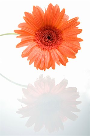 simsearch:400-04035571,k - Gerber flower with reflection isolated on white background. Stock Photo - Budget Royalty-Free & Subscription, Code: 400-04070909
