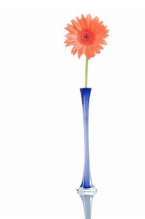 simsearch:400-04035571,k - Gerber flower in a blue jar, isolated on white background. Stock Photo - Budget Royalty-Free & Subscription, Code: 400-04070910