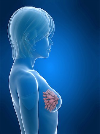 3d rendered illustration of a female shape with mammary gland Stock Photo - Budget Royalty-Free & Subscription, Code: 400-04071199