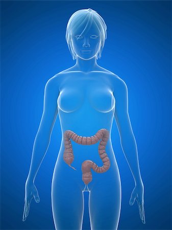 digestion female - 3d rendered illustration of a female shape with colon Foto de stock - Super Valor sin royalties y Suscripción, Código: 400-04071200