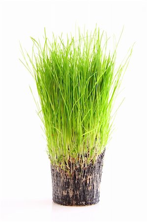 simsearch:400-08074641,k - A cup of green grass and root isolated on a white background Stock Photo - Budget Royalty-Free & Subscription, Code: 400-04071225