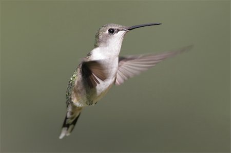 simsearch:400-04568242,k - Female Ruby-throated Hummingbird (archilochus colubris) in flight Foto de stock - Super Valor sin royalties y Suscripción, Código: 400-04071235