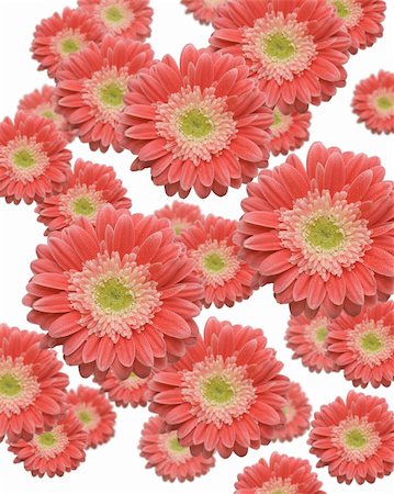 simsearch:400-06073508,k - Falling Gerber Daisies with variable depth of field. Photographie de stock - Aubaine LD & Abonnement, Code: 400-04071371