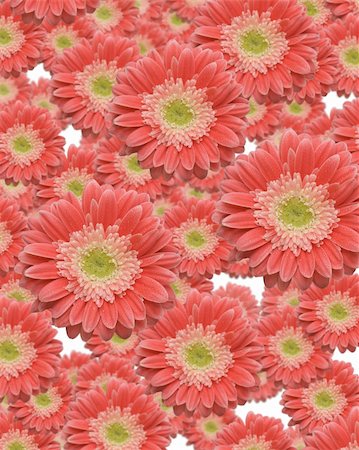 simsearch:400-06073508,k - Falling Gerber Daisies with variable depth of field. Photographie de stock - Aubaine LD & Abonnement, Code: 400-04071372