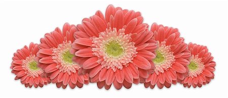 simsearch:400-06073508,k - Gerber Daisy Row isolated on a white background. Photographie de stock - Aubaine LD & Abonnement, Code: 400-04071373