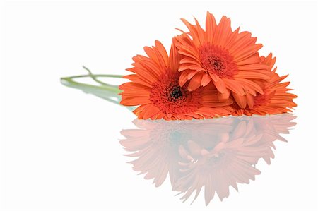 simsearch:400-04035571,k - Gerber daisies with reflection isolated on white background. Stock Photo - Budget Royalty-Free & Subscription, Code: 400-04071654