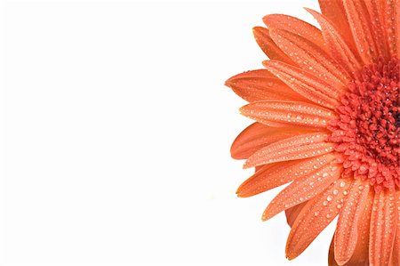 simsearch:400-06073508,k - Extreme close-up of a gerber daisy with water drops isolated on white background. Photographie de stock - Aubaine LD & Abonnement, Code: 400-04071655