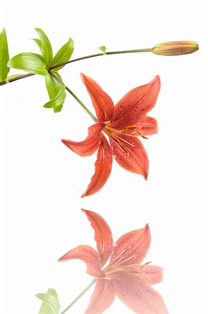 simsearch:400-06077814,k - Red Lilly with reflection. Isolated on white background. Studio Shot. Photographie de stock - Aubaine LD & Abonnement, Code: 400-04071656