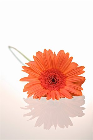 simsearch:400-04031781,k - Gerber daisy flower with reflection isolated on white background. Stock Photo - Budget Royalty-Free & Subscription, Code: 400-04071653