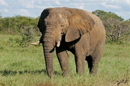 simsearch:400-07216532,k - A large African bull elephant (Loxodonta africana), Hwange National Park, Zimbabwe, southern Africa Foto de stock - Super Valor sin royalties y Suscripción, Código: 400-04071707