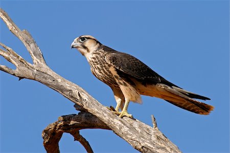 simsearch:400-03947402,k - Lanner falcon (Falco biarmicus) perched on a branch, Kalahari desert, South Africa Photographie de stock - Aubaine LD & Abonnement, Code: 400-04071709