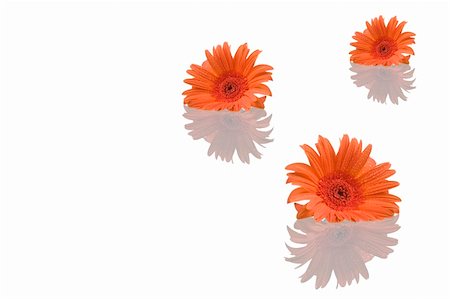 simsearch:400-04432314,k - Gerber flowers with reflection isolated on white background Stock Photo - Budget Royalty-Free & Subscription, Code: 400-04071754