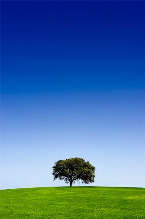 simsearch:400-04706517,k - Green landscape with a tree and  a beautiful blue sky Stock Photo - Budget Royalty-Free & Subscription, Code: 400-04071864