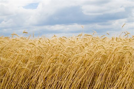 simsearch:400-05355620,k - range wheat on sky with cloud background Photographie de stock - Aubaine LD & Abonnement, Code: 400-04072222
