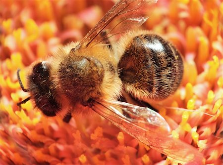 simsearch:400-04072806,k - Macro shot of a honeybee in a flower Photographie de stock - Aubaine LD & Abonnement, Code: 400-04072807
