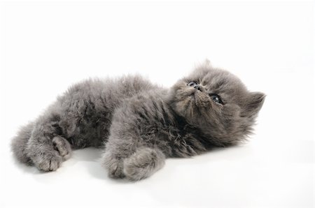 simsearch:400-07569076,k - Portrait of small persian cat isolated over white Photographie de stock - Aubaine LD & Abonnement, Code: 400-04072809