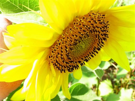 simsearch:400-07480530,k - Yellow sunflower with black sunflower seeds Stock Photo - Budget Royalty-Free & Subscription, Code: 400-04073010