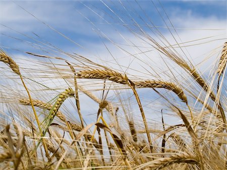 simsearch:400-05355620,k - The wheat field ready for harvesting Fotografie stock - Microstock e Abbonamento, Codice: 400-04073267