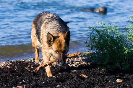 The wet sheep-dog with a stick in a mouth Stock Photo - Budget Royalty-Free & Subscription, Code: 400-04073306