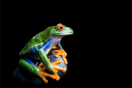 simsearch:400-03940235,k - frog on a rock - a red-eyed tree frog clinging to his rock, isolated on black Photographie de stock - Aubaine LD & Abonnement, Code: 400-04073567