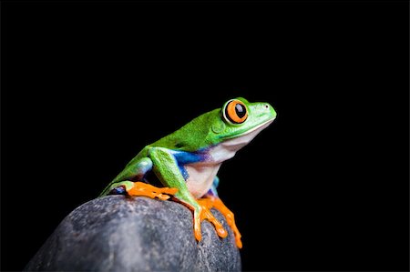 simsearch:400-03940235,k - red eyed tree frog on a rock isolated on black Photographie de stock - Aubaine LD & Abonnement, Code: 400-04073568