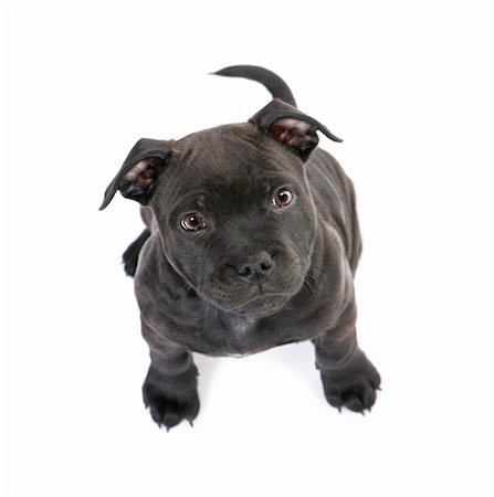 staffordshire - puppy Staffordshire Bull Terrier (2 months) in front of a white background Photographie de stock - Aubaine LD & Abonnement, Code: 400-04084075